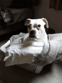 a white dog is laying in a laundry basket with a pillow