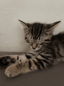 a kitten is sleeping with its eyes closed