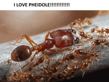 a picture of ants with the words " i love pheidole " below it