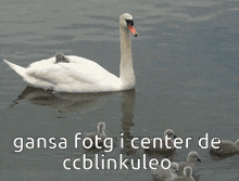 a swan and ducklings are swimming in a lake with the words gansa fotg i center de ccblinkuleo below them