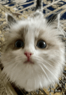 a fluffy white cat with blue eyes and a pink nose looks at the camera