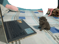 a kitten sits next to a dell laptop