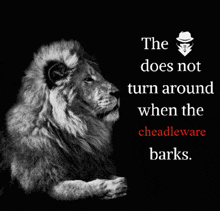 a black and white photo of a lion with the words " the does not turn around when the cheadleware barks "