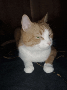 an orange and white cat with green eyes is laying down on a black surface