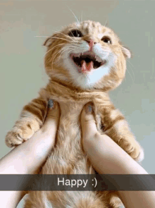 a cat is being held in someone 's hands and the caption says happy :)