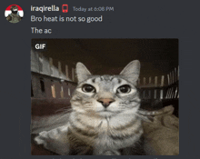 a screenshot of a chat with iraqirella and a picture of a cat with the caption " bro heat is not so good "