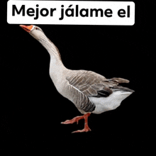 a goose with a sign that says mejor jalame el above it