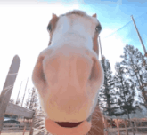 a close up of a horse 's nose with a fence in the background