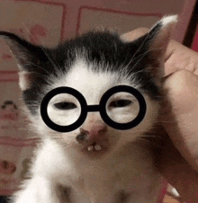 a black and white cat wearing glasses with circles around its eyes