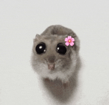 a hamster with a pink flower on its ear