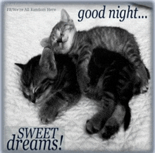 two kittens are sleeping on a bed with the words good night sweet dreams