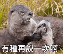 two otters are playing with each other in a field with chinese writing on it