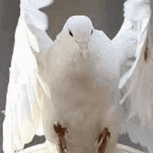 a white dove with its wings spread is sitting on a table .