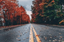 an empty road with trees on both sides of it and leaves on the ground .