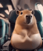 a fat hamster is sitting in a chair on a plane .
