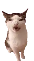 a gray and white cat with its mouth open looks at the camera