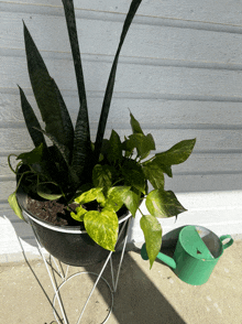 a green watering can sits next to a potted plant outside