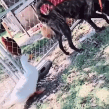 a black dog and a white duck are standing next to each other in front of a chain link fence .