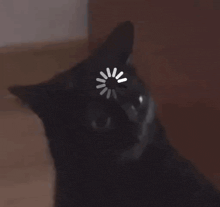 a black cat with a loading circle on its head