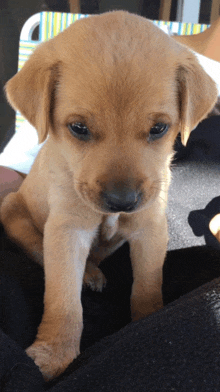 a small brown puppy sitting on a person 's lap