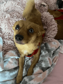 a small brown dog with a red collar is laying on a bed