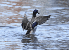 a duck is standing in the water with its wings outstretched and the words photo r.wallisart below it