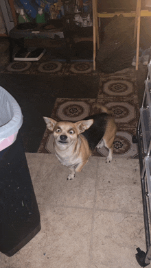 a dog with a surprised look on its face standing on a tiled floor