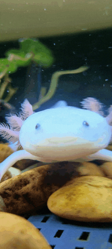 a small white axolotl is swimming in a tank with rocks