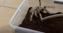 a tarantula is sitting in a plastic container on top of a pile of soil .