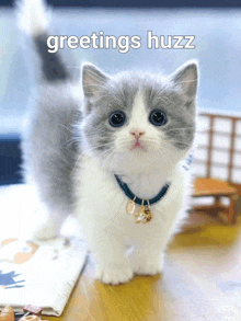 a gray and white kitten with the words greetings huzz written on the bottom