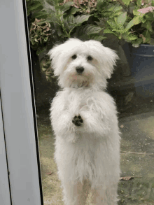 a small white dog stands on its hind legs in front of a window