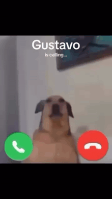 a dog is talking on a phone with the name gustavo written on the screen .