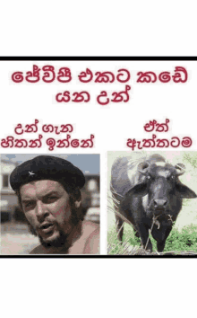 a man with a beard wearing a beret next to a cow with horns eating grass .