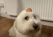 a white dog with an egg on its head is looking up at the camera .