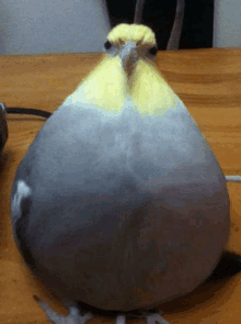 a grey and yellow bird sitting on a wooden table