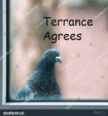 a pigeon is looking out of a window with the words terrance agrees written above it