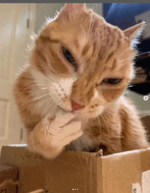 a close up of a cat laying in a cardboard box with a sticker on it that says ' usps '