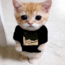 a kitten wearing a weezer shirt with a picture of a man on it