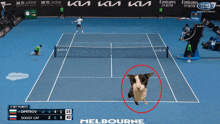 a tennis match between dimitrov and soggy cat is going on in melbourne