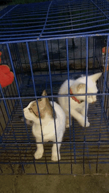 two kittens are in a blue cage with a toy in the background