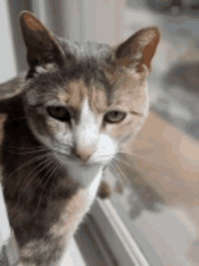 a calico cat is looking out of a window and looking at the camera .