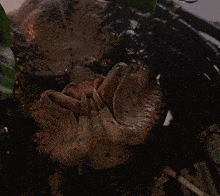 a close up of a predator 's face with its mouth open and sharp teeth