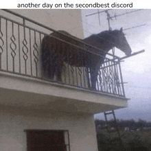 a horse standing on a balcony with the caption " another day on the secondbest discord "