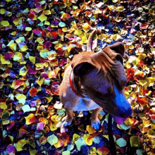 a dog standing in a pile of leaves with its tongue out