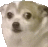 a close up of a dog 's face with a blurry background .