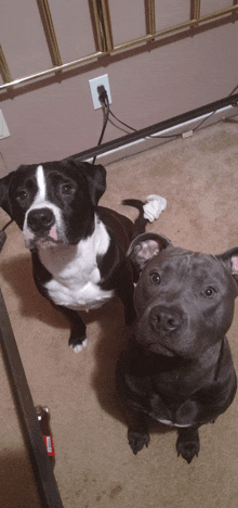 two dogs are sitting next to each other on a carpeted floor