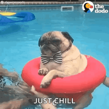 a pug dog wearing a bow tie is floating on a red raft in a pool .