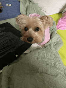 a small dog wearing a pink shirt is laying on a blanket