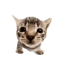 a close up of a kitten looking up at the camera on a white background