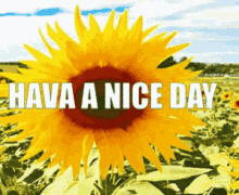 a sunflower in a field with the words have a nice day